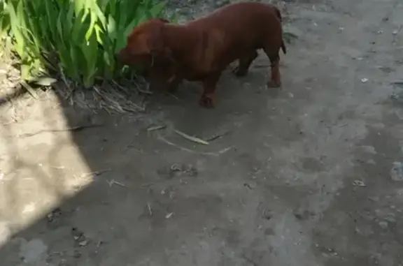Собака-такса найдена в Таганроге на Ломакина.