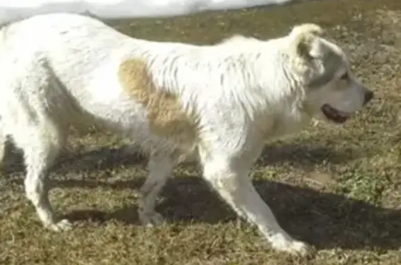 Найдена собака в Нововоронино