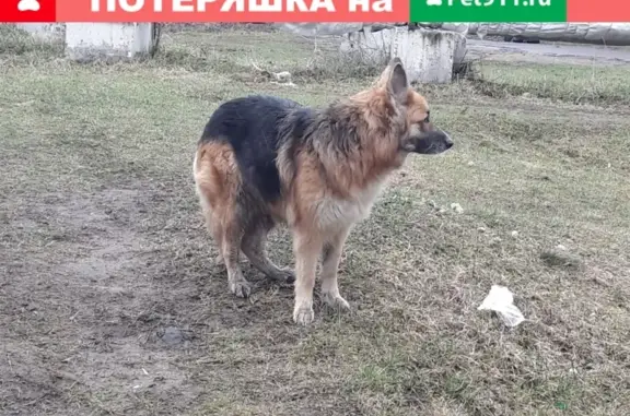 Найдена собака на Новороссийской, 30к1