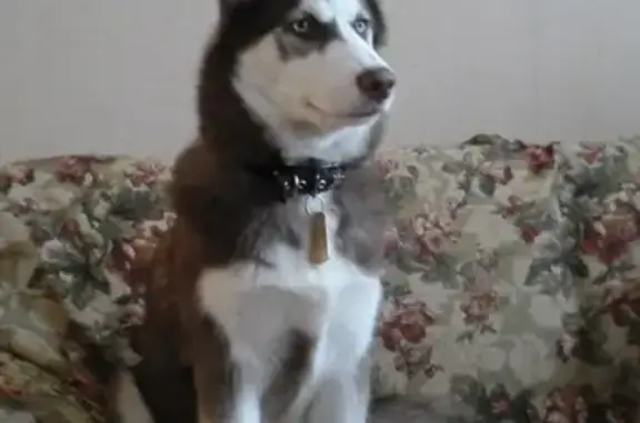 Собаки потеряшки, Кострома, фото: Потеряшка собака хаски Альма в Костроме