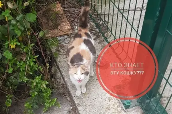 Найдена кошка с ошейником в Сочи, адрес: Пластунская 62.