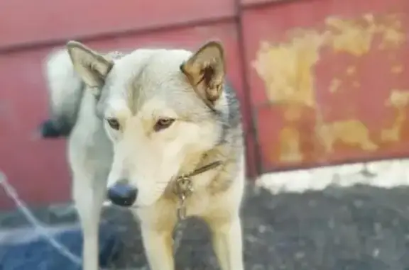Найден пес в Казани, ищем хозяев!