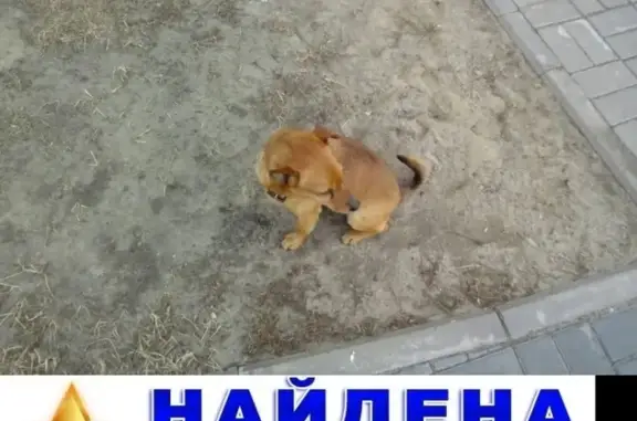 Найдена собака в Ханты-Мансийске, ул. Строителей, 102