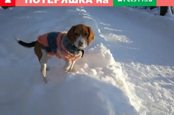 Пропала собака Бэкки в Старом Петергофе