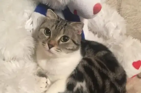 Пропала кошка в с.Птичье, Куртамышский район, Курганская область