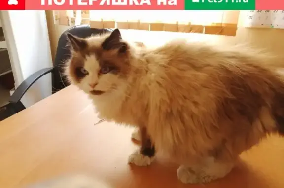 Найдена кошка в Великом Новгороде