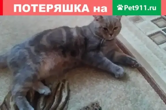 Найден домашний кот возле 9 дома на ул. Гагарина в Ворсме