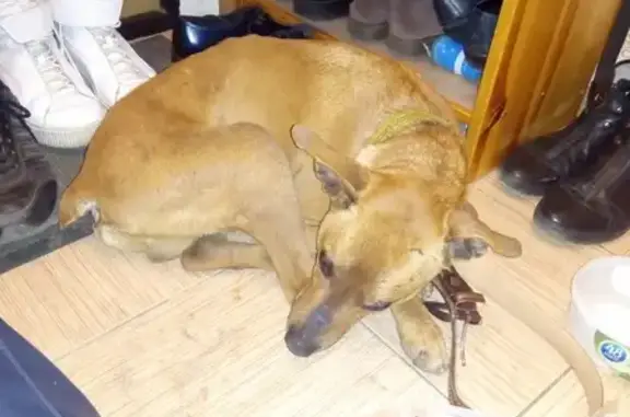 Собака-пинчер найдена в Москве.