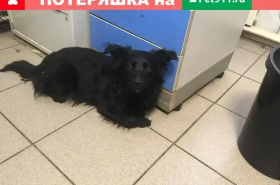 Собака найдена в районе Веера, Екатеринбург.