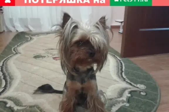 Пропала собака Лайк в станице Луковская