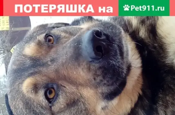 Пропала собака Маршал в СНТ Венера, Обнинск