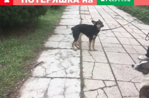 Найдена собака в Евпатории, черный окрас, ищем хозяев.