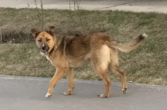 Найдена собака на улице Грибанова, 9