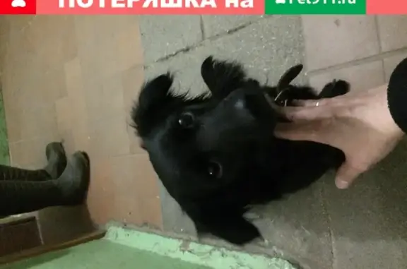 Найдена собака Чёрный в арх80, Череповец
