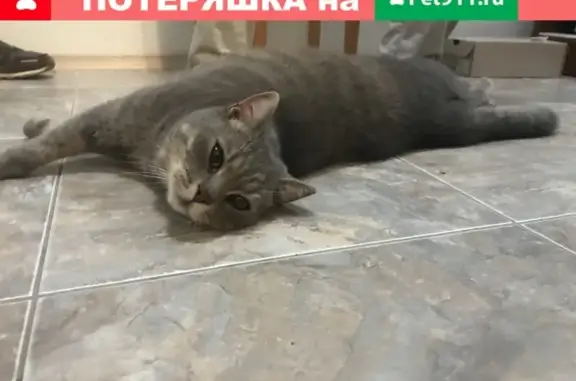 Найдена домашняя кошка на улице Озёрная, 12