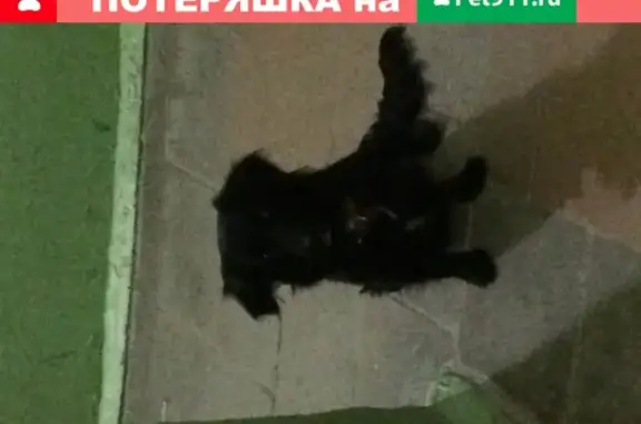 Собака найдена на ул. Архангельская, 80 в Череповце