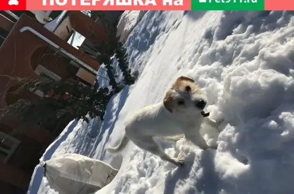 Пропала собака Джек Рассел Терьер, бело-рыжего окраса в Серпухове