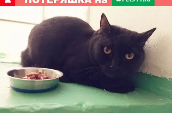 Пропала кошка: Черный кот, Электросталь, Октябрьская 11А