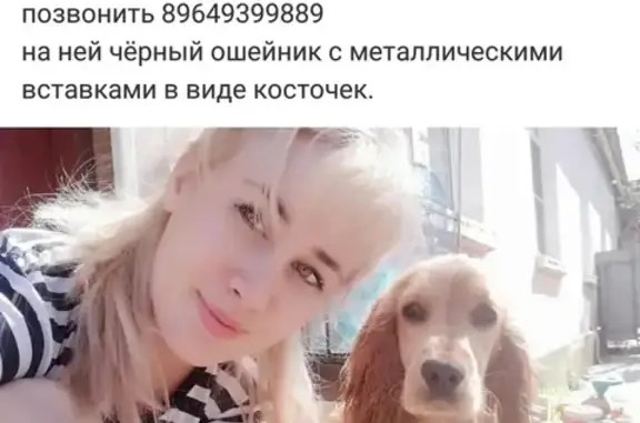 Пропала собака в Новороссийске на Днепровском переулке