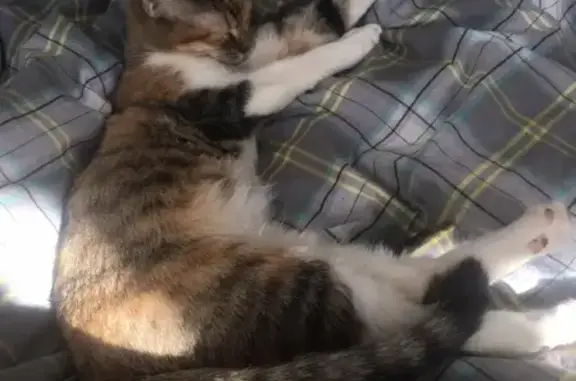 Потерянные животные Москва, фото: Пропала кошка Мотя в Москве