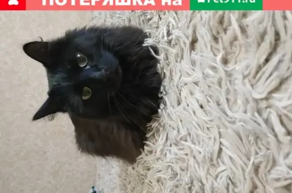 Найдена кошка по адресу в Томске