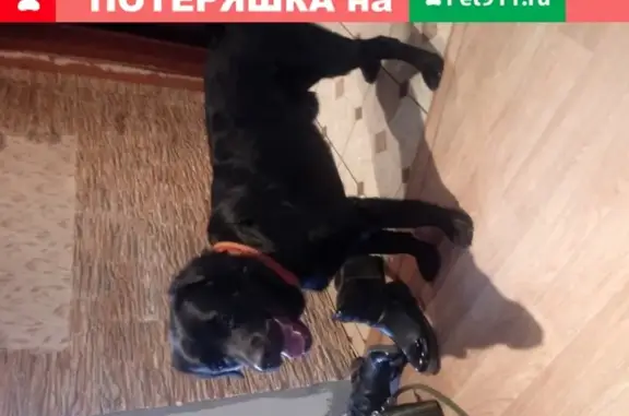 Собака Кабель найдена на улице Благова, 42