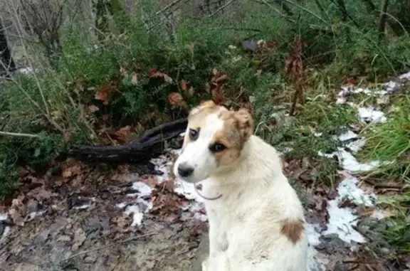 Пропала собака на Лозовом переулке, Сочи