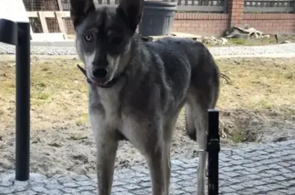 Найдена собака в Гурьевске, ищет хозяина