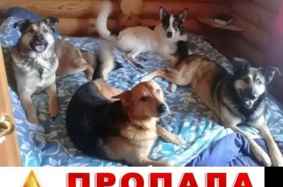 Пропала собака в Гатчинском районе, массив Ухта