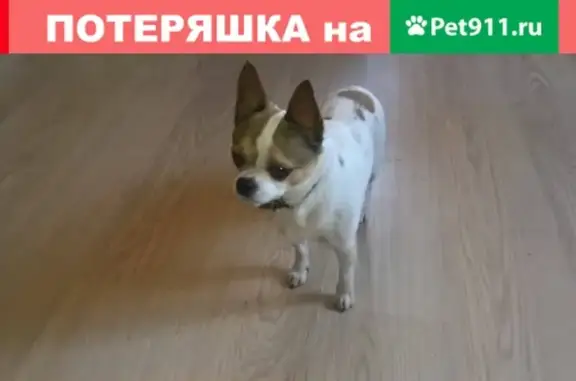 Собака найдена в Лотошинском районе.
