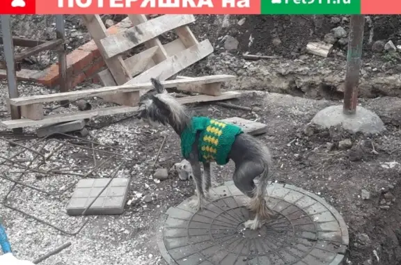 Найдена собака в Ейске, Краснодарский край