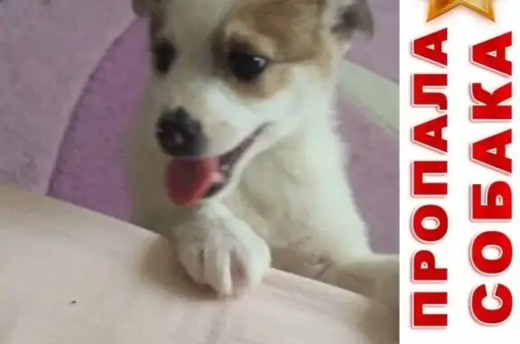 Собаки потеряшки, Липицы, фото: Потеряшка собака в Михайловке, Московская обл.