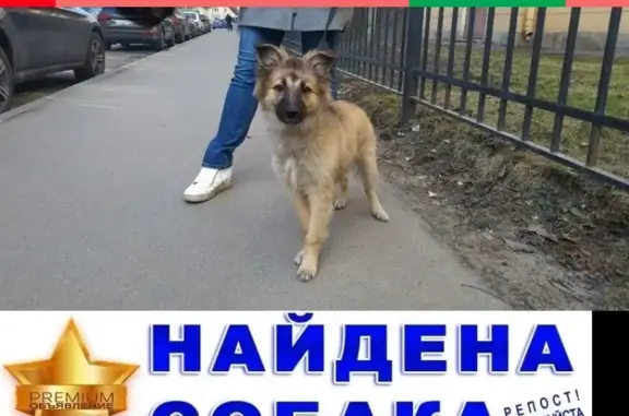 Найден щенок на Петропавловской улице в СПб