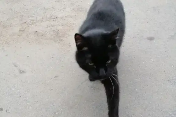 Найдена кошка на Солидарности в СПб.