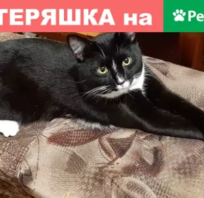 Пропал кот на улице Береговая-Бульвар Юности