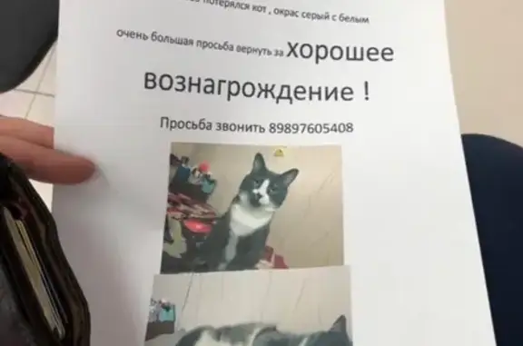 Пропала собака Себа, Видова 169, Новороссийск