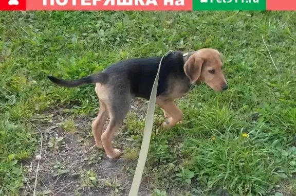 Пропала собака в Харовском районе, с. Шапша, Русская гончая, кличка Битва!