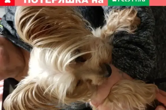 Найдена собака Йорк на Домодедовской улице