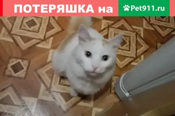 Пропала кошка Кот Вася в Ступино