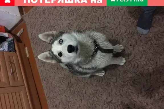 Собака найдена на Александровской/23 пер.