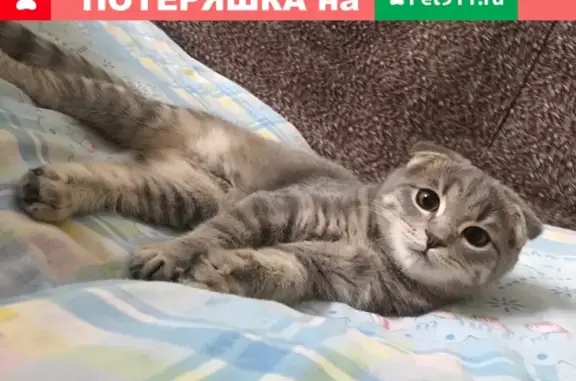 Пропал кот Бук в Вятскополянском районе, Кировская область
