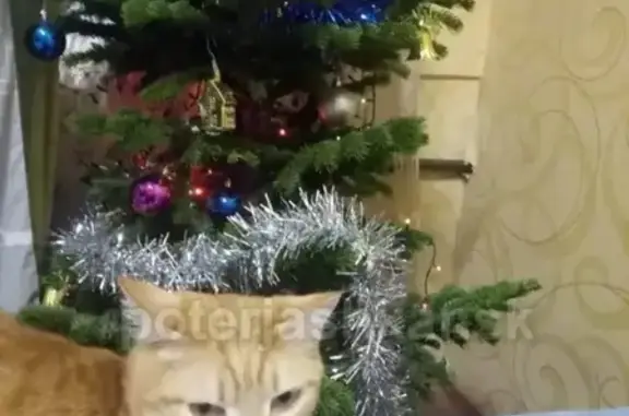 Кошки потеряшки, Новосибирск, фото: Потеряшка рыжий кот в Дзержинском районе