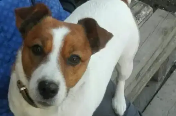 Пропала собака Ника, найдена в Киндяково - помогите найти!