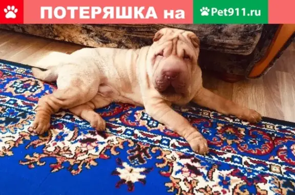 Собаки потеряшки, станица Новопокровская, фото: Потеряшка собака Жорик на ул. Заводской