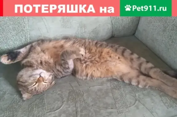 Найдена кошка: ул. Жуковского, Красногорск, МО