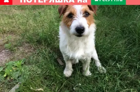 Пропала собака в Подвязье, Рязанская область
