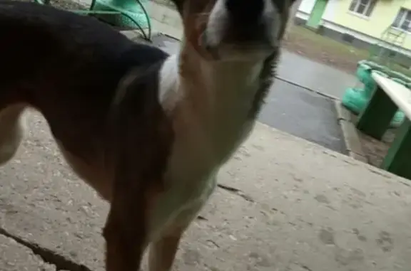 Потерянная собака в Коломне, ищет хозяина