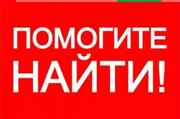 Кошки потеряшки, Ижевск, фото: Потеряшка кошка на ул. Парашютной [Надежда Шмыкова]