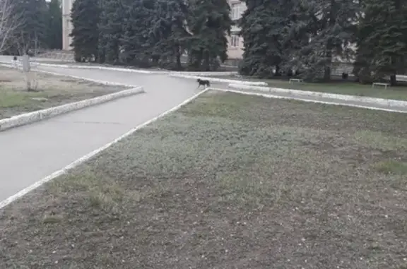 Собака с ошейником найдена в Магнитогорске