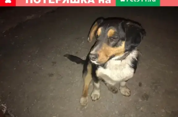 Найдена собака в районе Вертикали, м. Московская